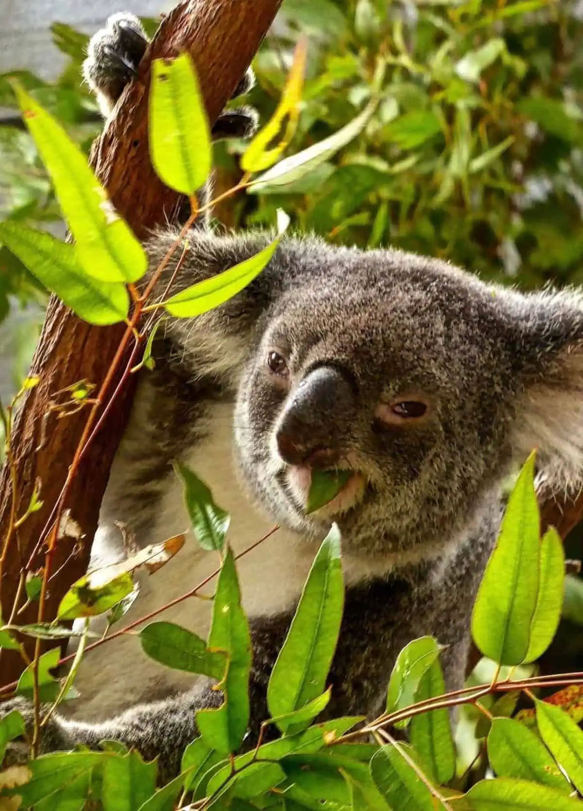 Top 6 Most Interesting Koala Facts for Kids 4