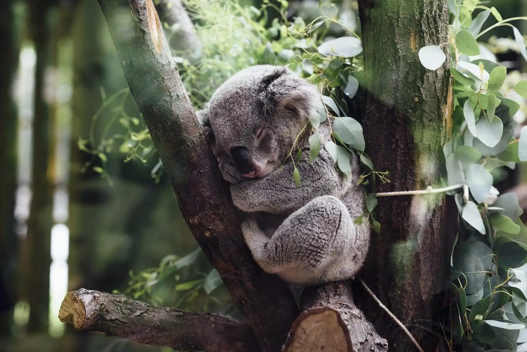 Top 6 Most Interesting Koala Facts for Kids 5