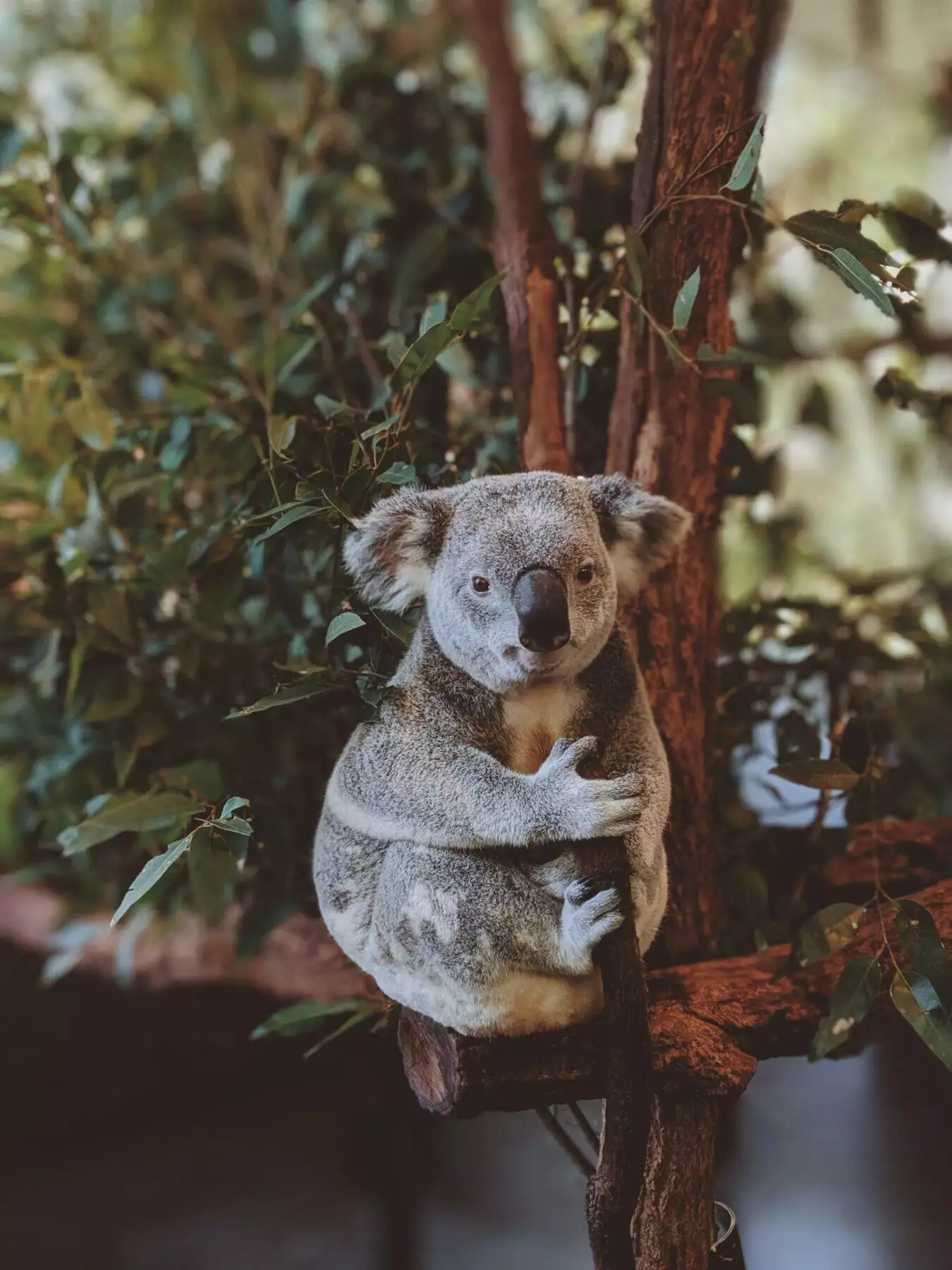 Top 6 Most Interesting Koala Facts for Kids 2