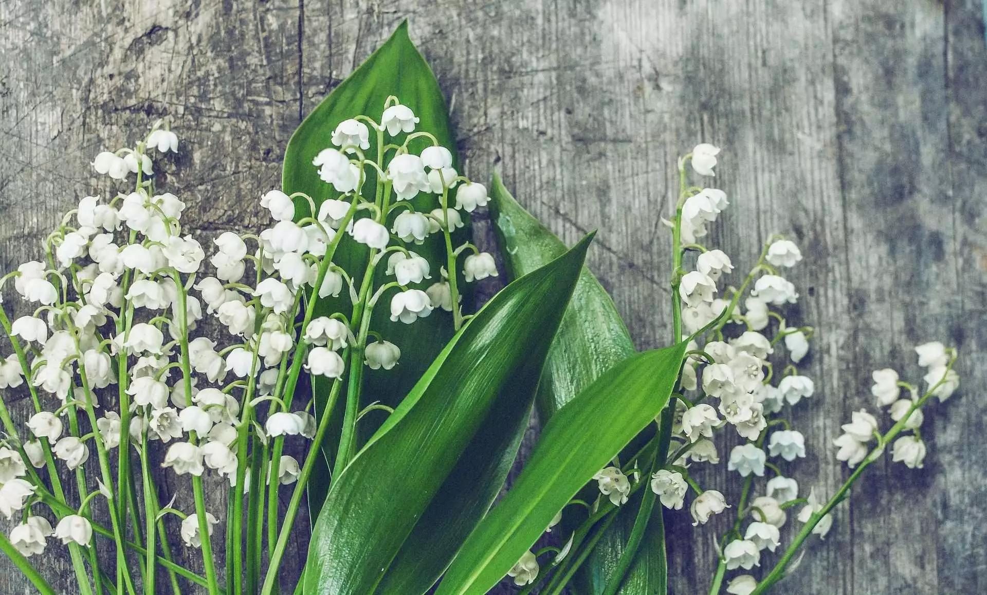 Top 15 Beautiful Deer Resistant Flowers 19 lily of the valley