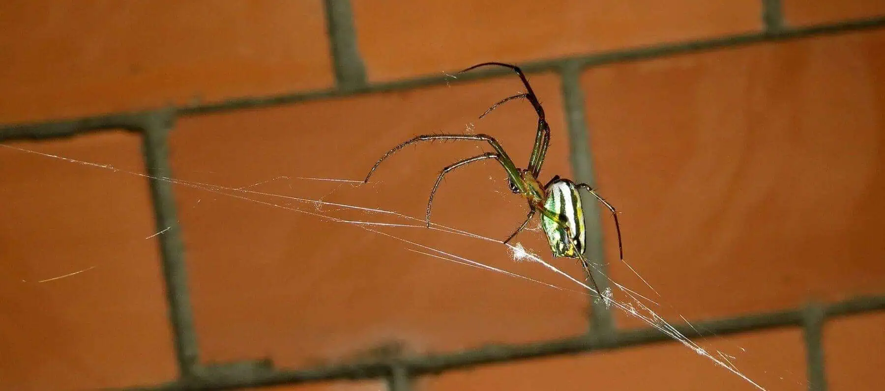 How to Treat a Spider Bite: 101 Guide to Spider Bites 2