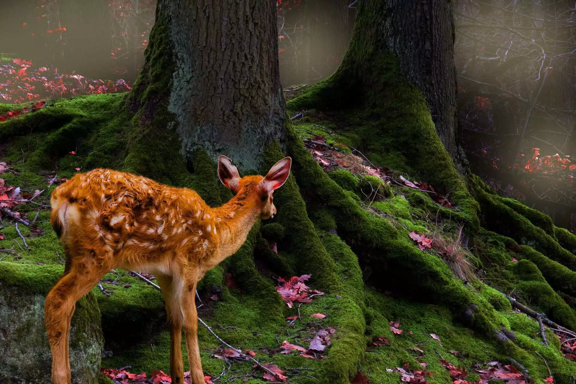 Top 15 Beautiful Deer Resistant Flowers 22 deer in the wild