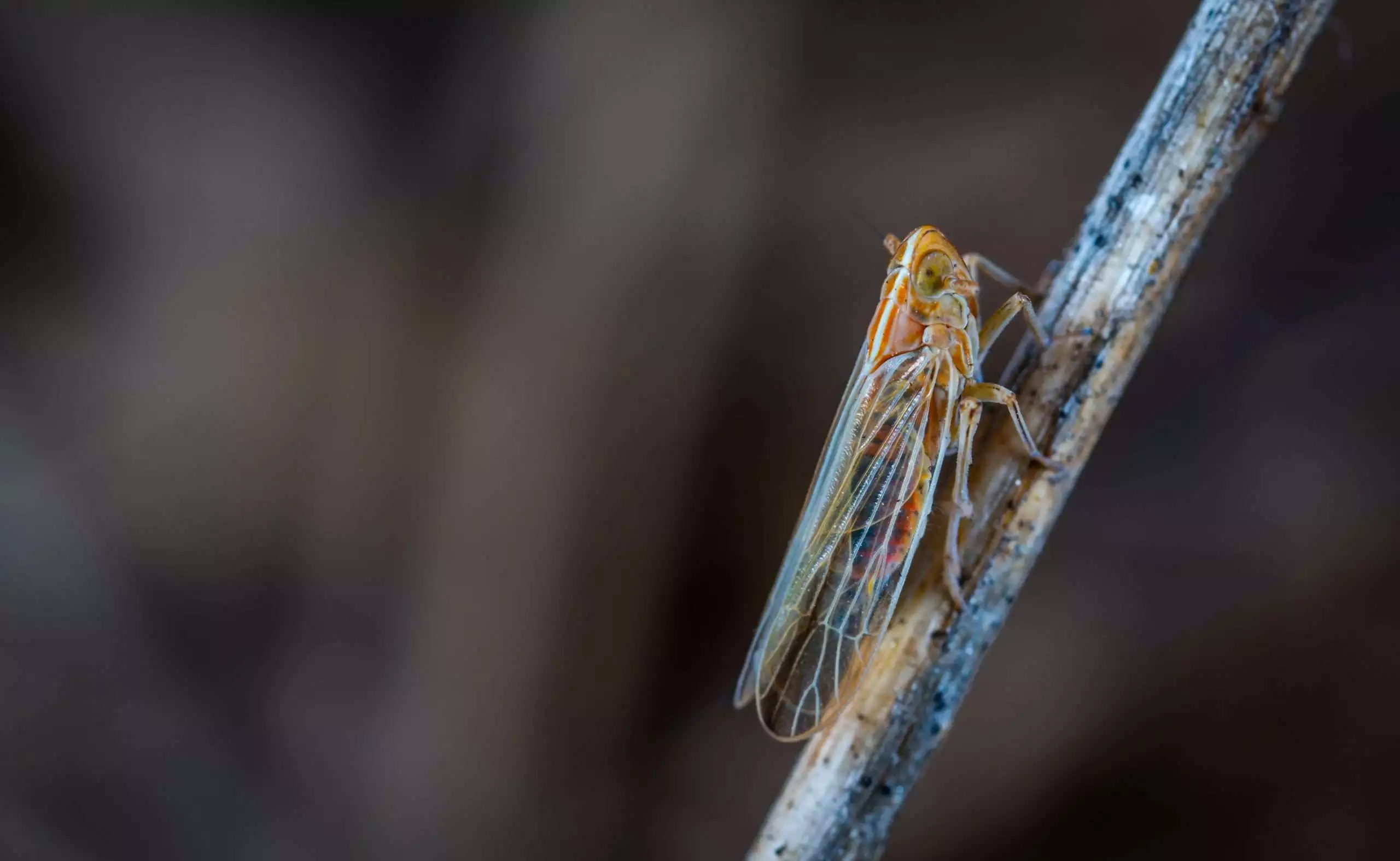are cicadas blind