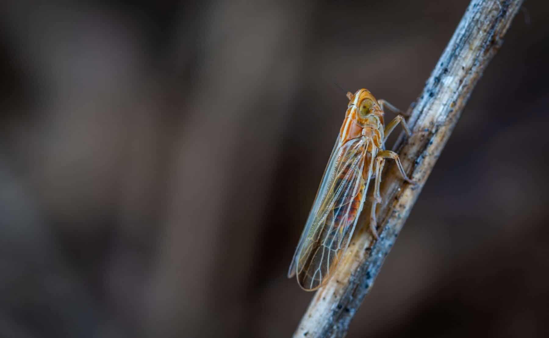 are cicadas blind