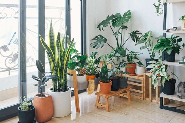 Indoor Plants that Don't Need Sunlight 2