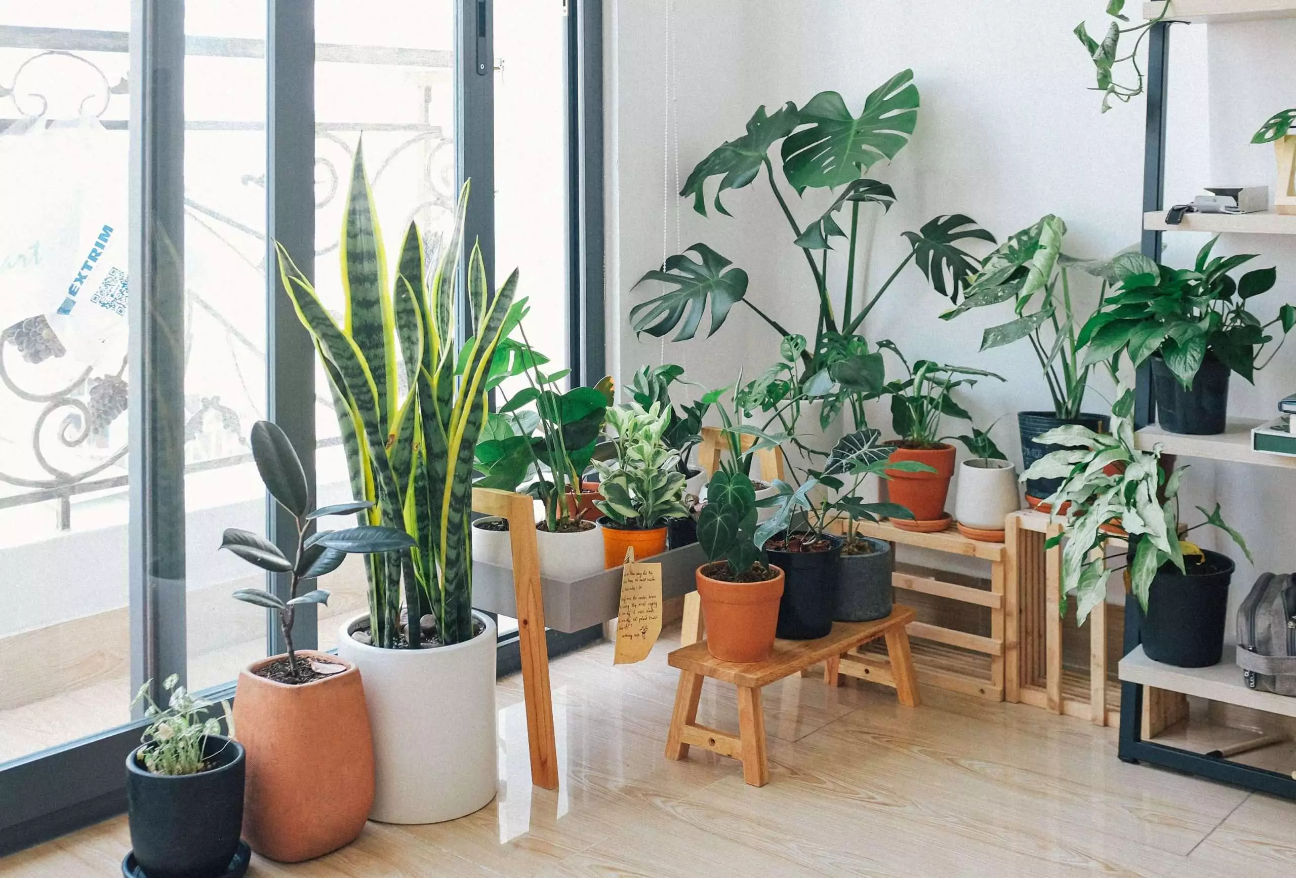 Indoor Plants that Don't Need Sunlight 1 Indoor Plants that Don't Need Sunlight 1