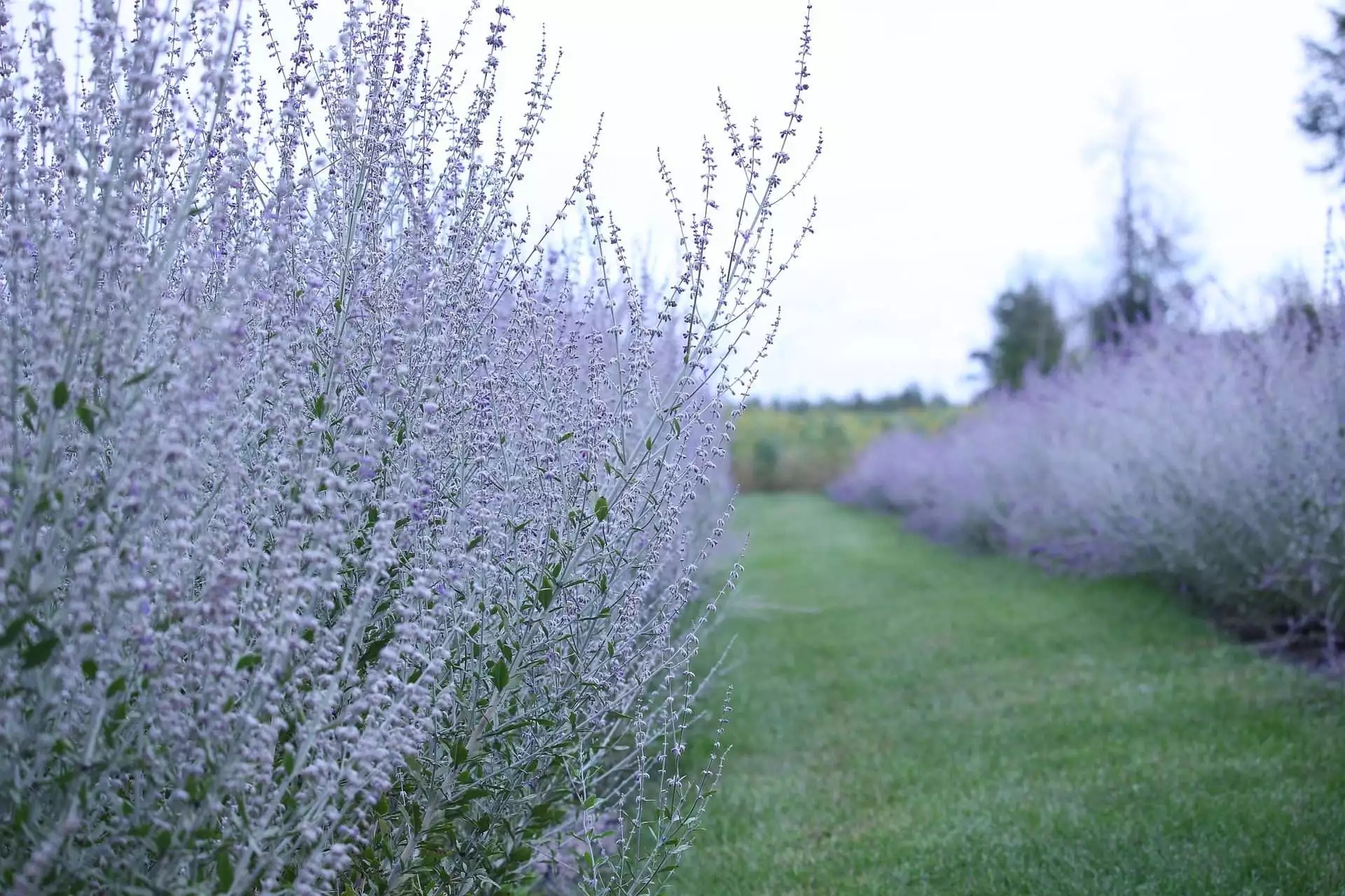 Top 15 Beautiful Deer Resistant Flowers 13 russian sage