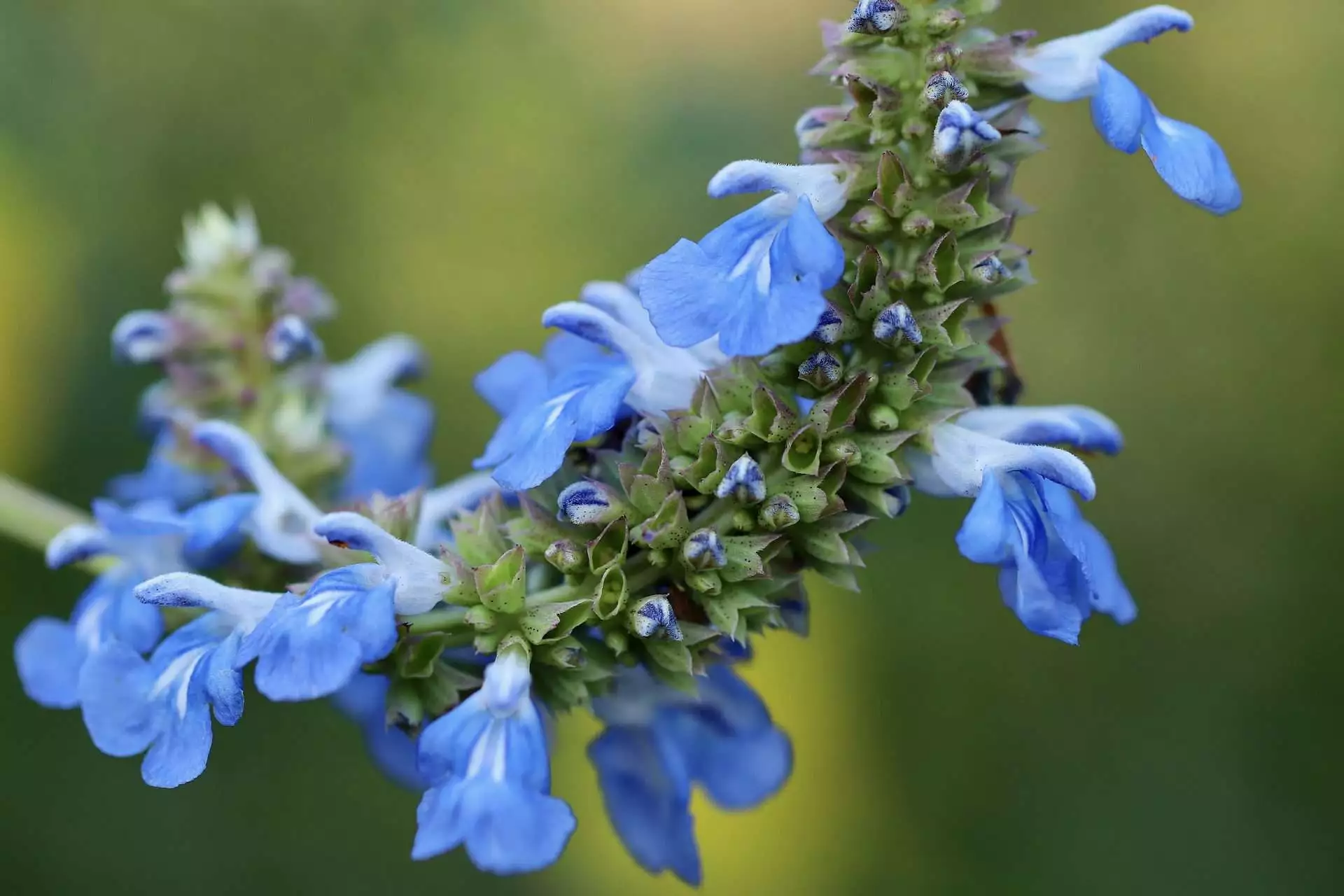 Top 15 Beautiful Deer Resistant Flowers 10 salvia
