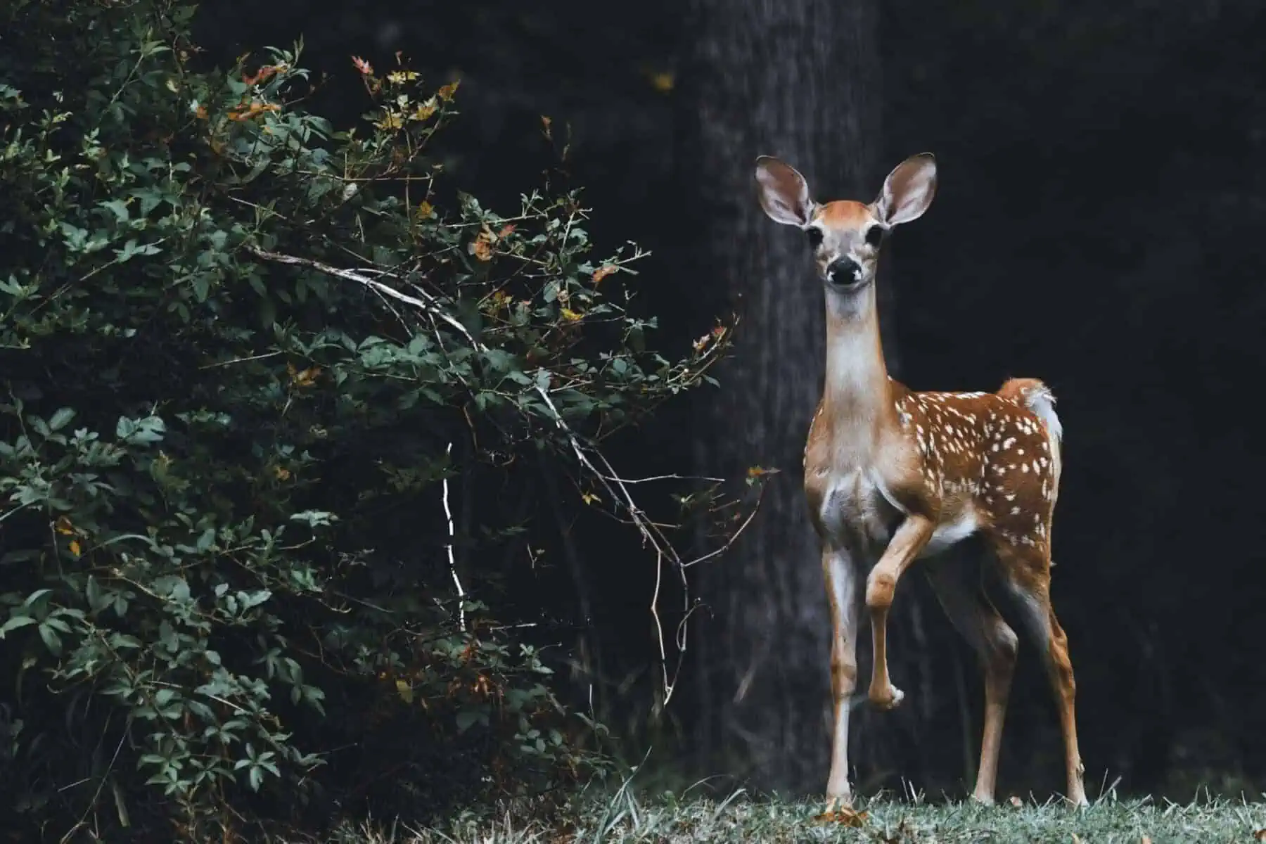 Top 15 Beautiful Deer Resistant Flowers 2 deer