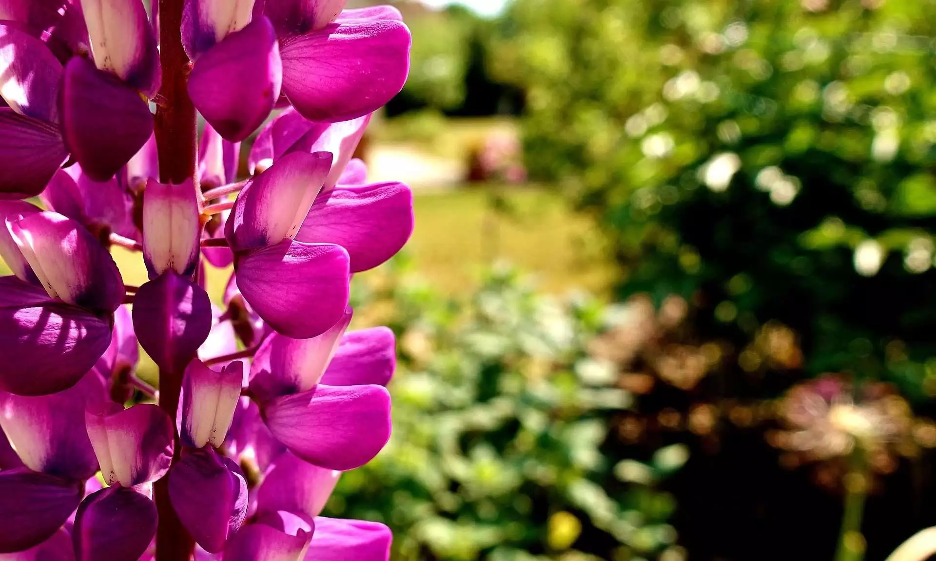Top 15 Beautiful Deer Resistant Flowers 18 snapdragon blooms