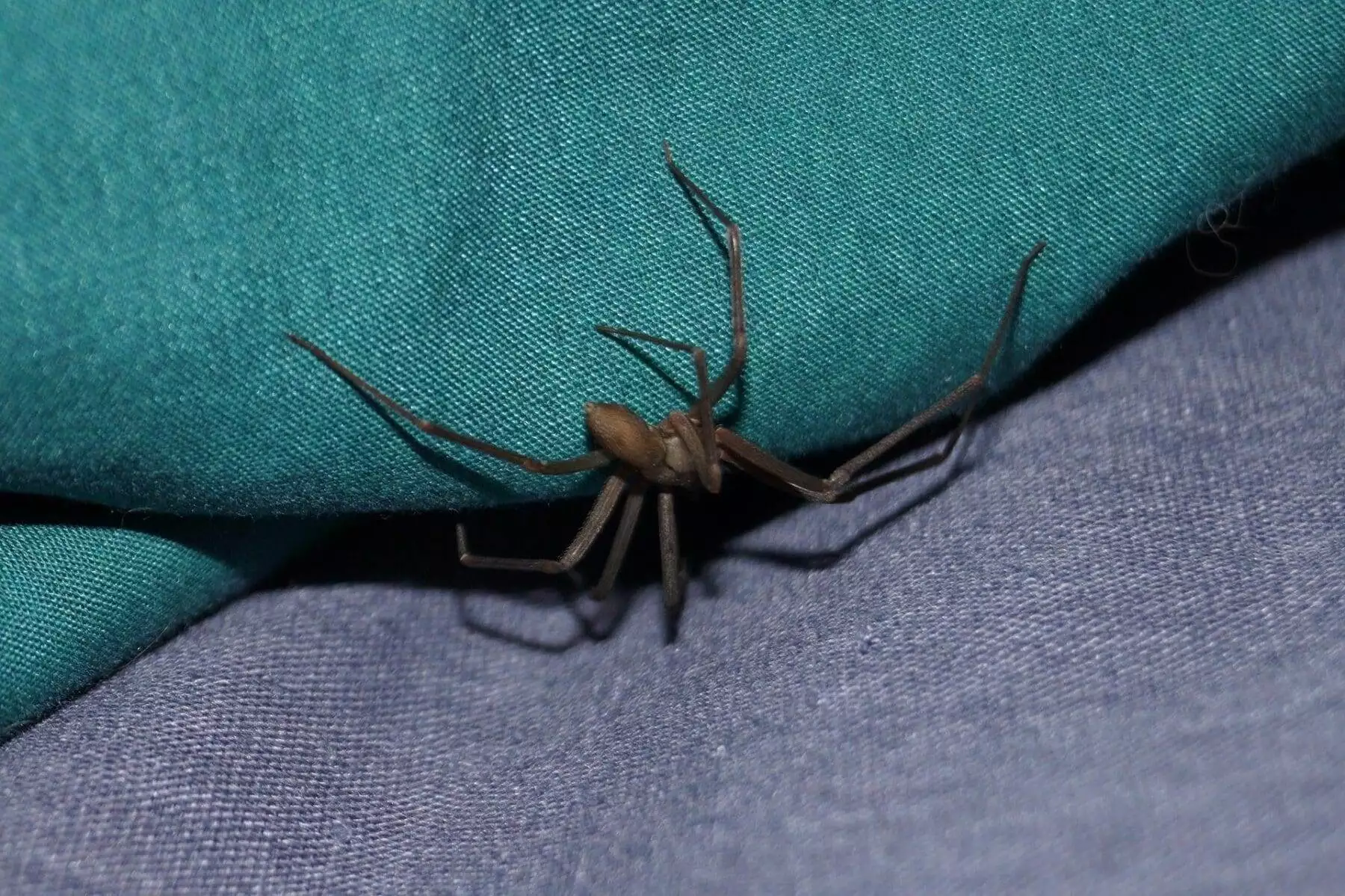 How to Treat a Spider Bite: 101 Guide to Spider Bites 3