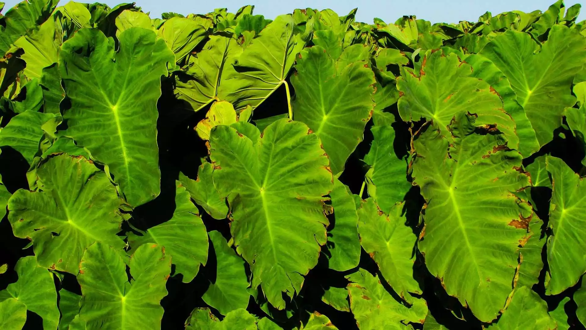 Top 15 Beautiful Deer Resistant Flowers 17 taro