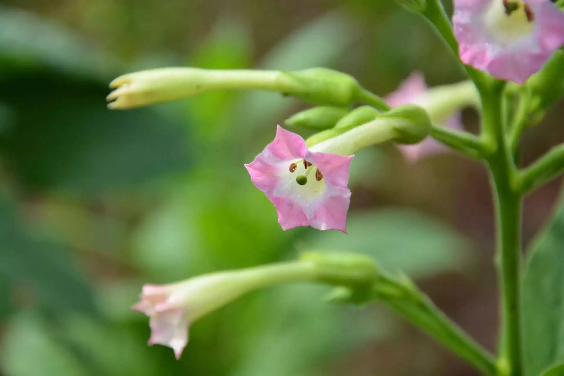 Top 15 Beautiful Deer Resistant Flowers 14 flowering tobacco