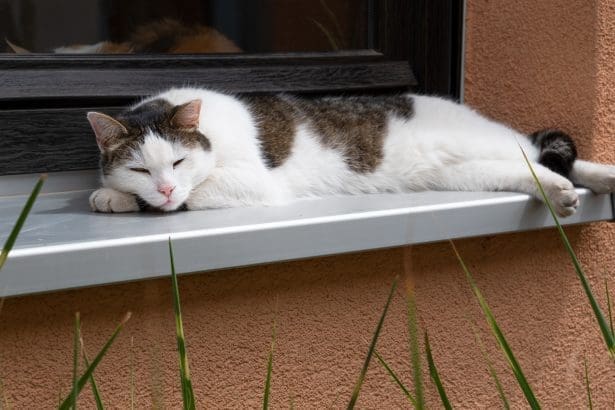 how long do cats sleep?