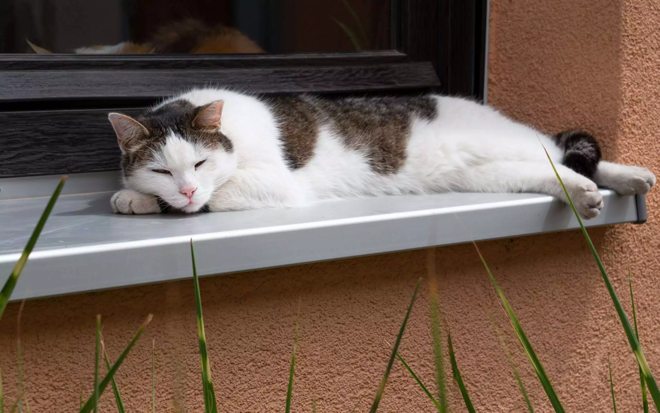 how long do cats sleep?