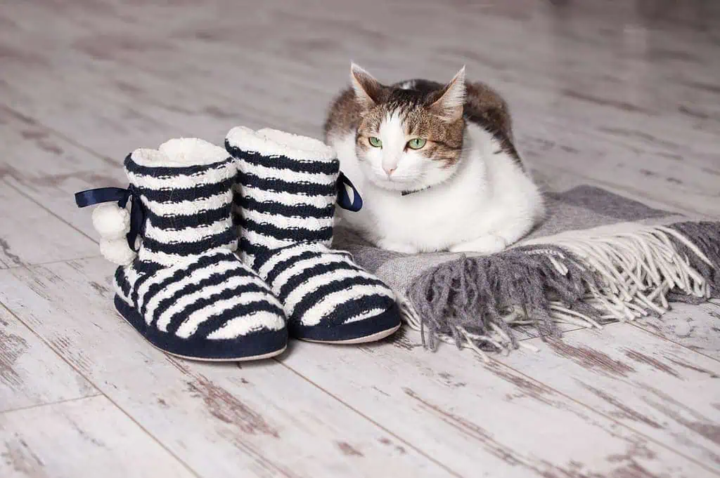 Warm slippers, rug and cat on the background old white floor. Homeliness. 