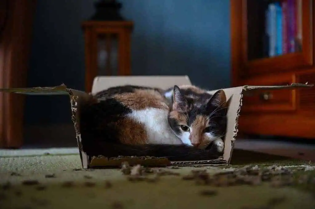 Why Do Cats Like Boxes? 5 Interesting Reasons To Know! 4 Why Do Cats Like Boxes? 5 Interesting Reasons To Know! 2