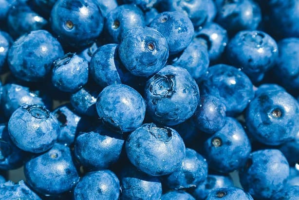 how to grow blueberries