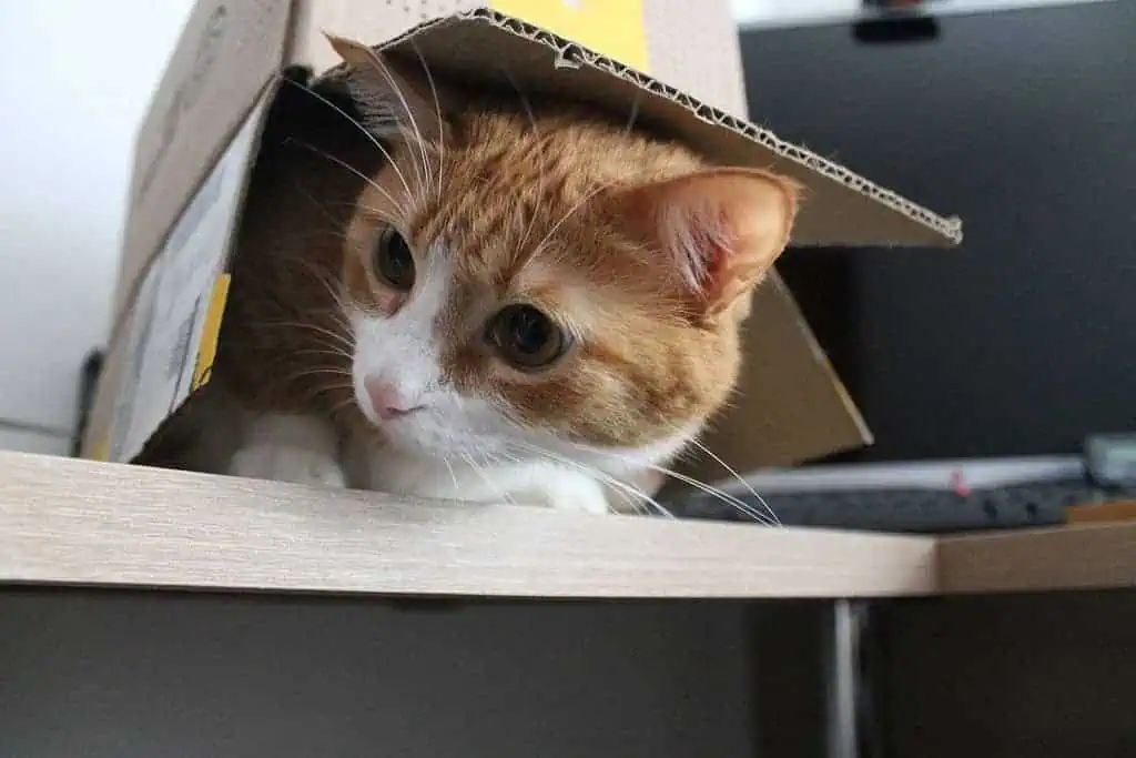 Why Do Cats Like Boxes? 5 Interesting Reasons To Know! 2 Why Do Cats Like Boxes? 5 Interesting Reasons To Know! 1
