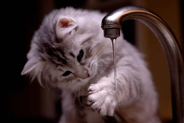 Why Do Cats Hate Water? 5 Fascinating Facts 2