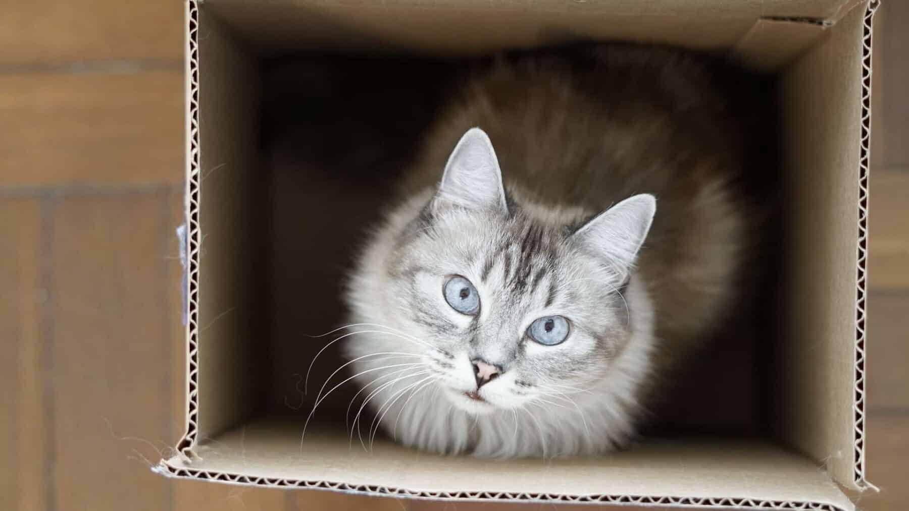 why do cats like boxes
