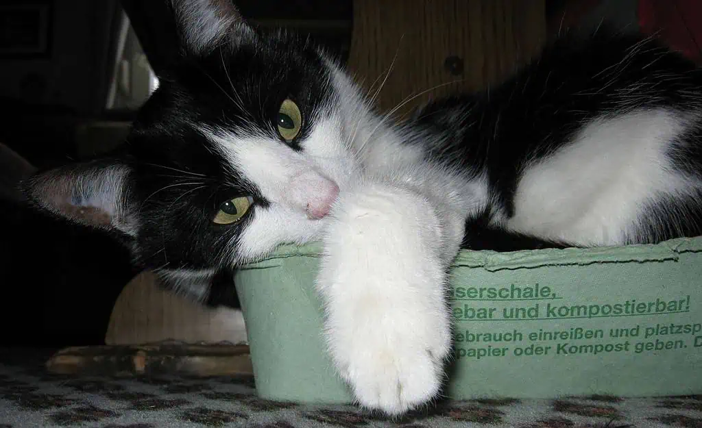 Why Do Cats Like Boxes? 5 Interesting Reasons To Know! 5 boxes are stress relievers for cats