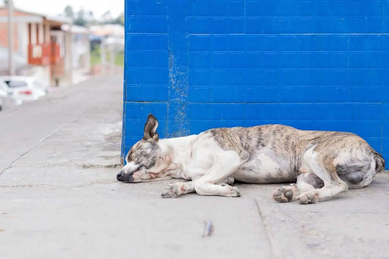 How Long Can a Dog Go Without Food: Here's What You Must Know 5 how long can a dog go without food?