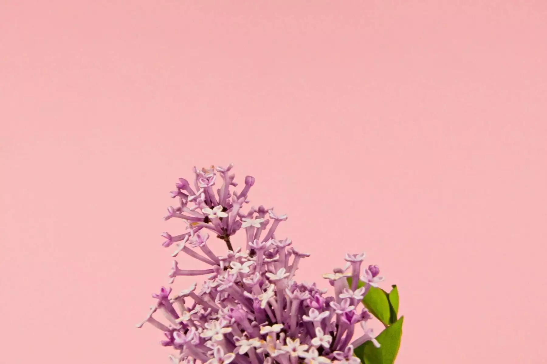 Tree With Purple Flowers: Top 16 Beautiful Varieties 11 korean lilac