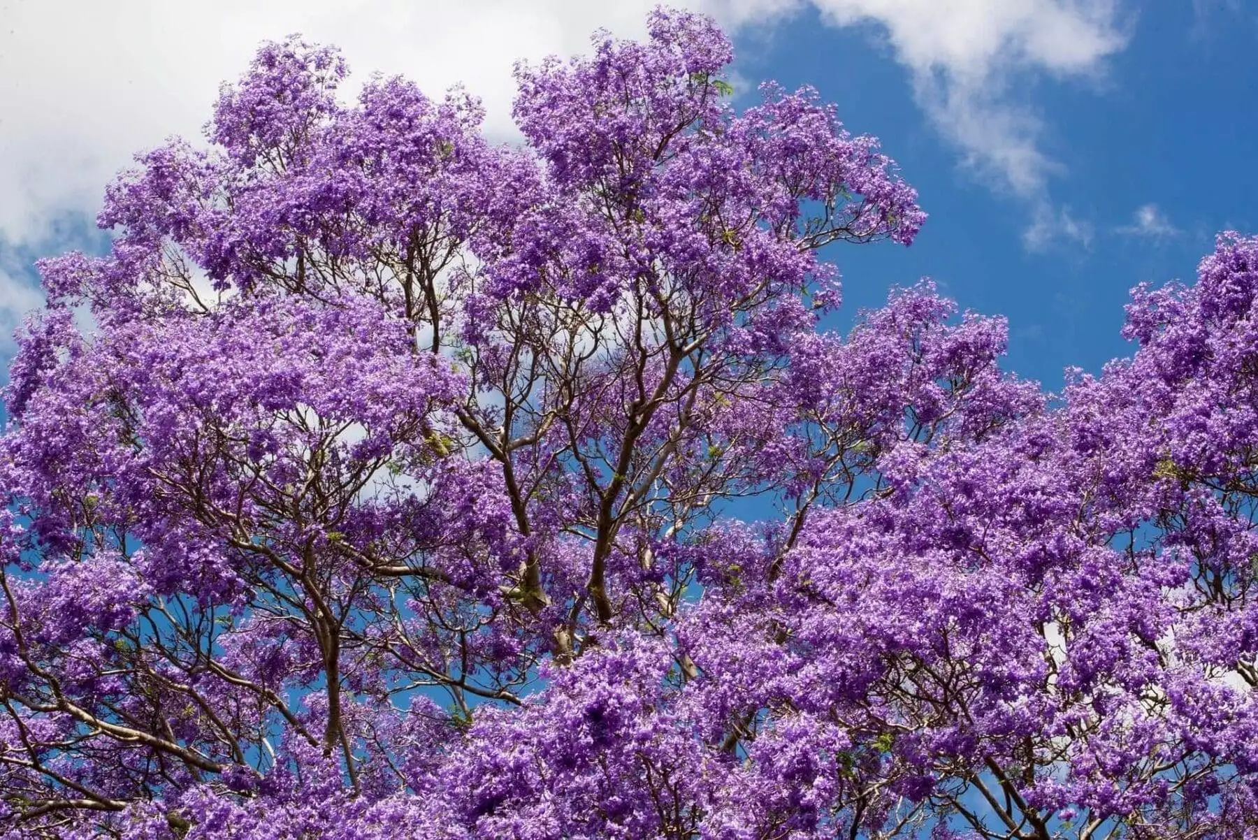 Tree With Purple Flowers: Top 16 Beautiful Varieties 7 Jacaranda Tree