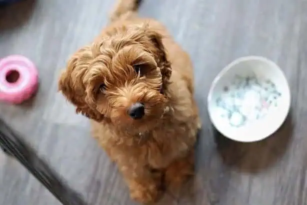 how long can a dog go without food?