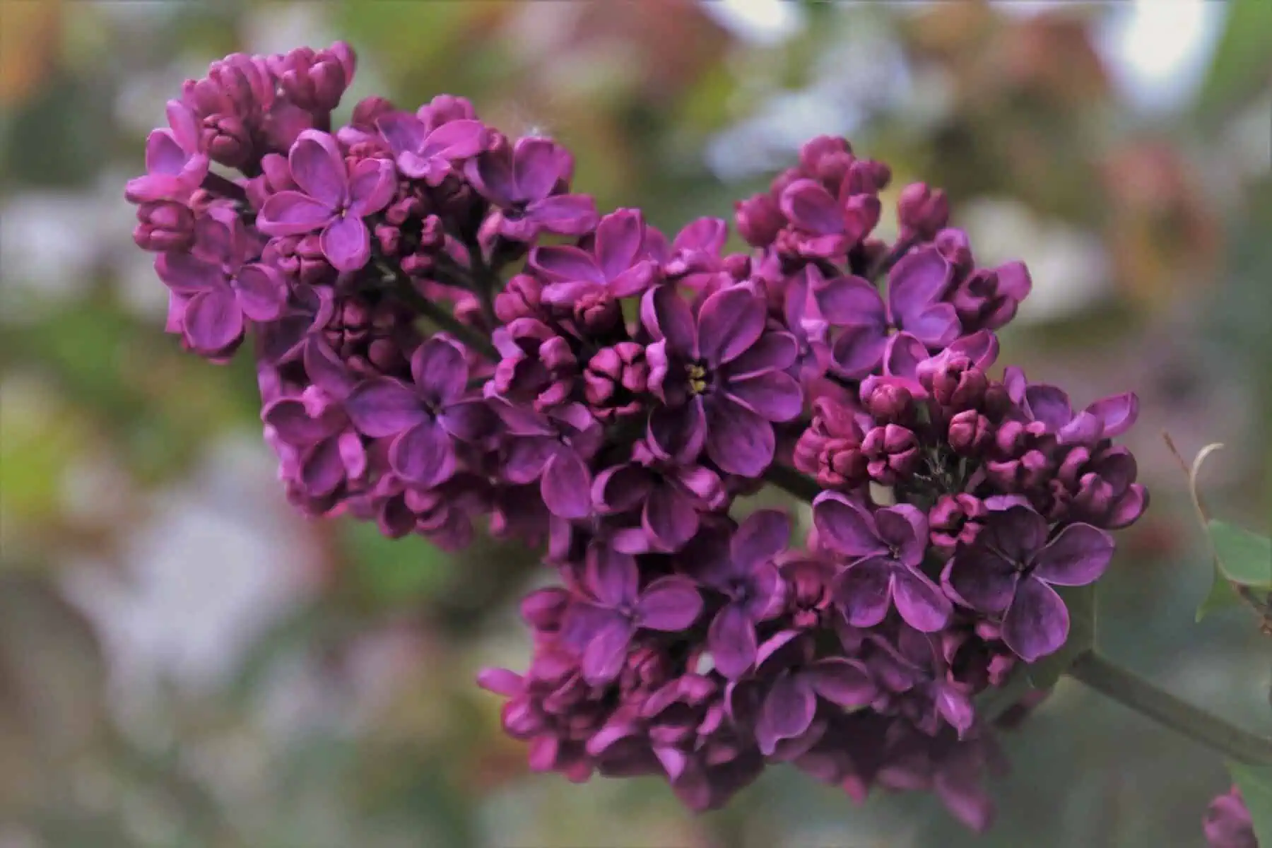 Tree With Purple Flowers: Top 16 Beautiful Varieties 10 fragrant lilac