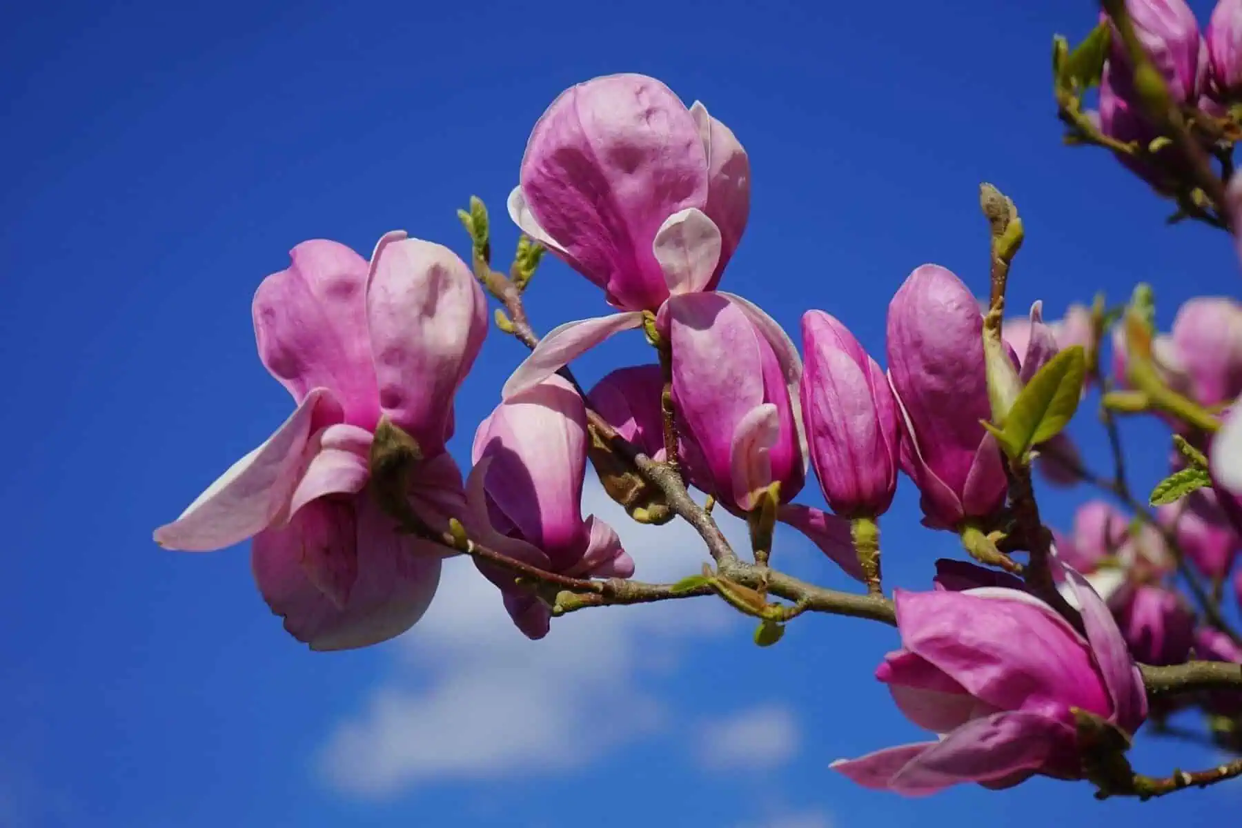 Tree With Purple Flowers: Top 16 Beautiful Varieties 2 purple lily magnolia