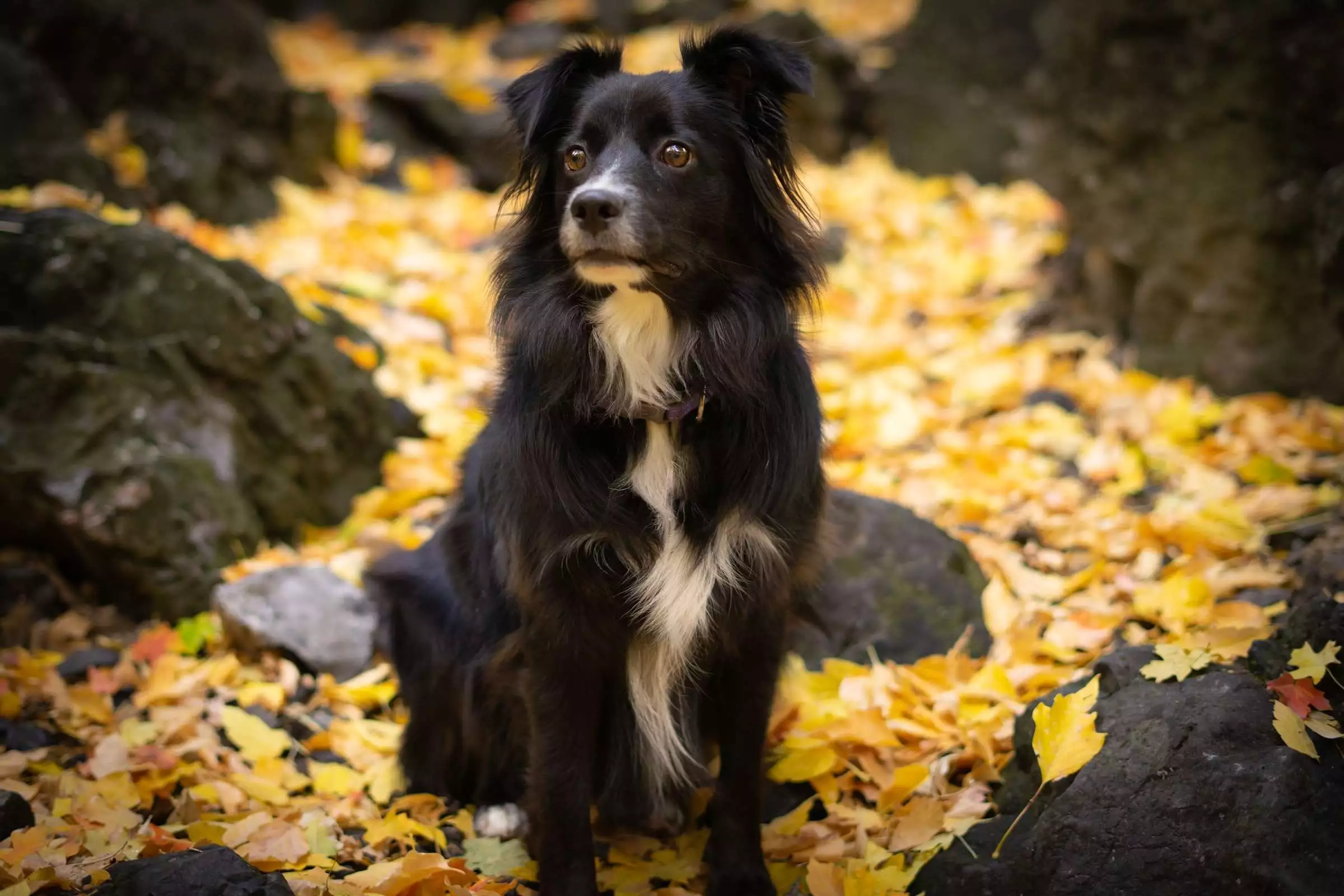 do female dogs get periods