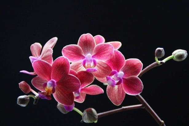 how to take care of orchids