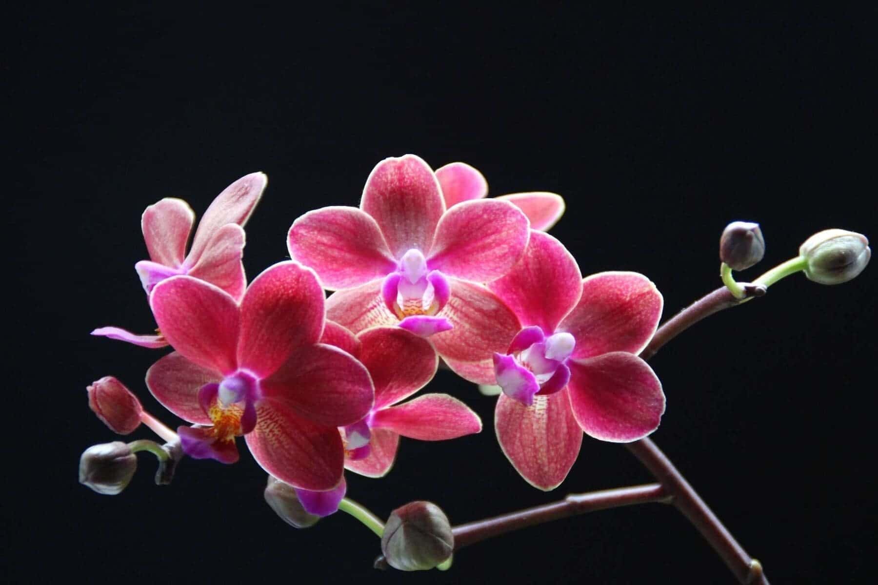 how to take care of orchids
