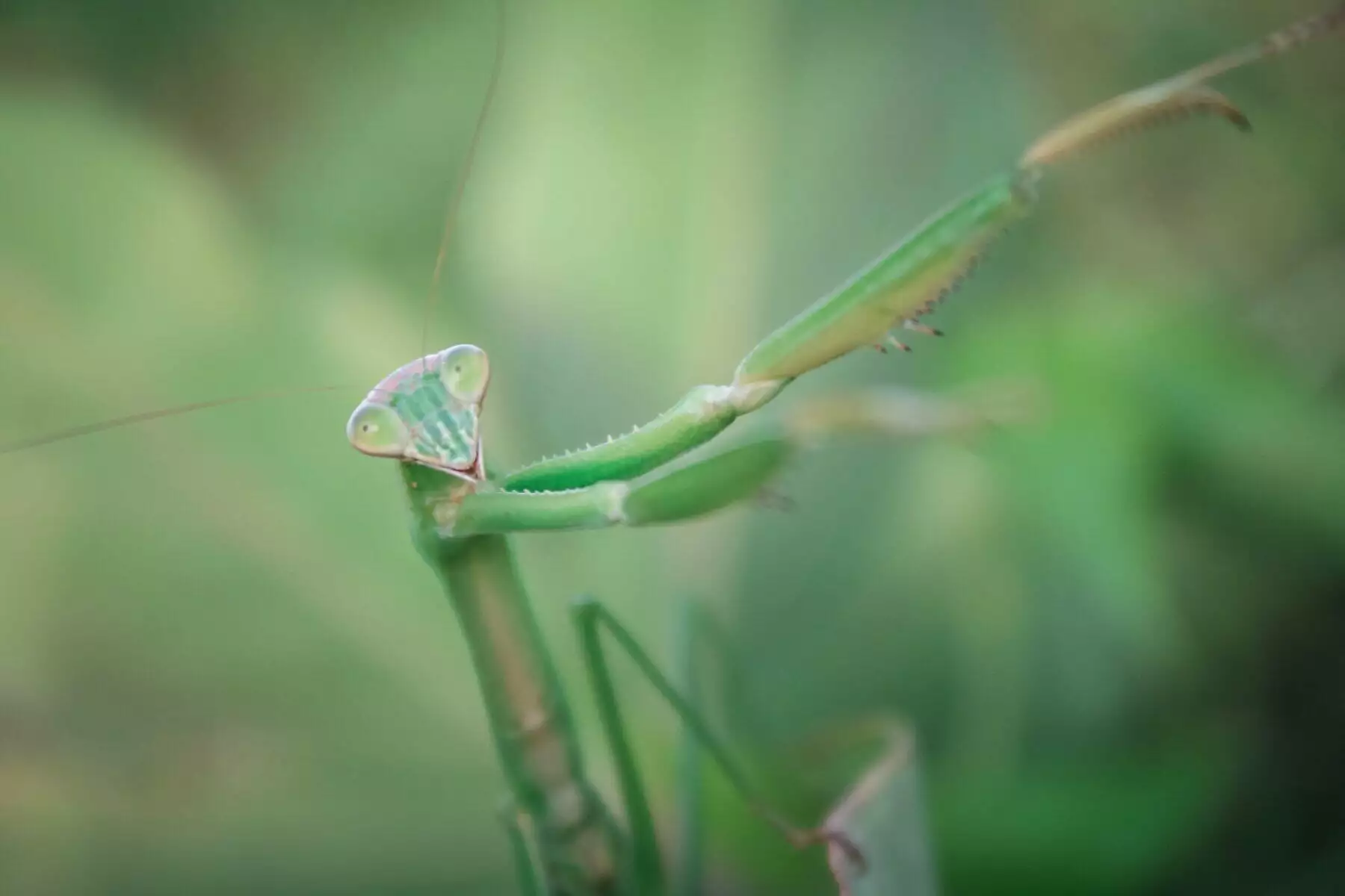do praying mantis bite