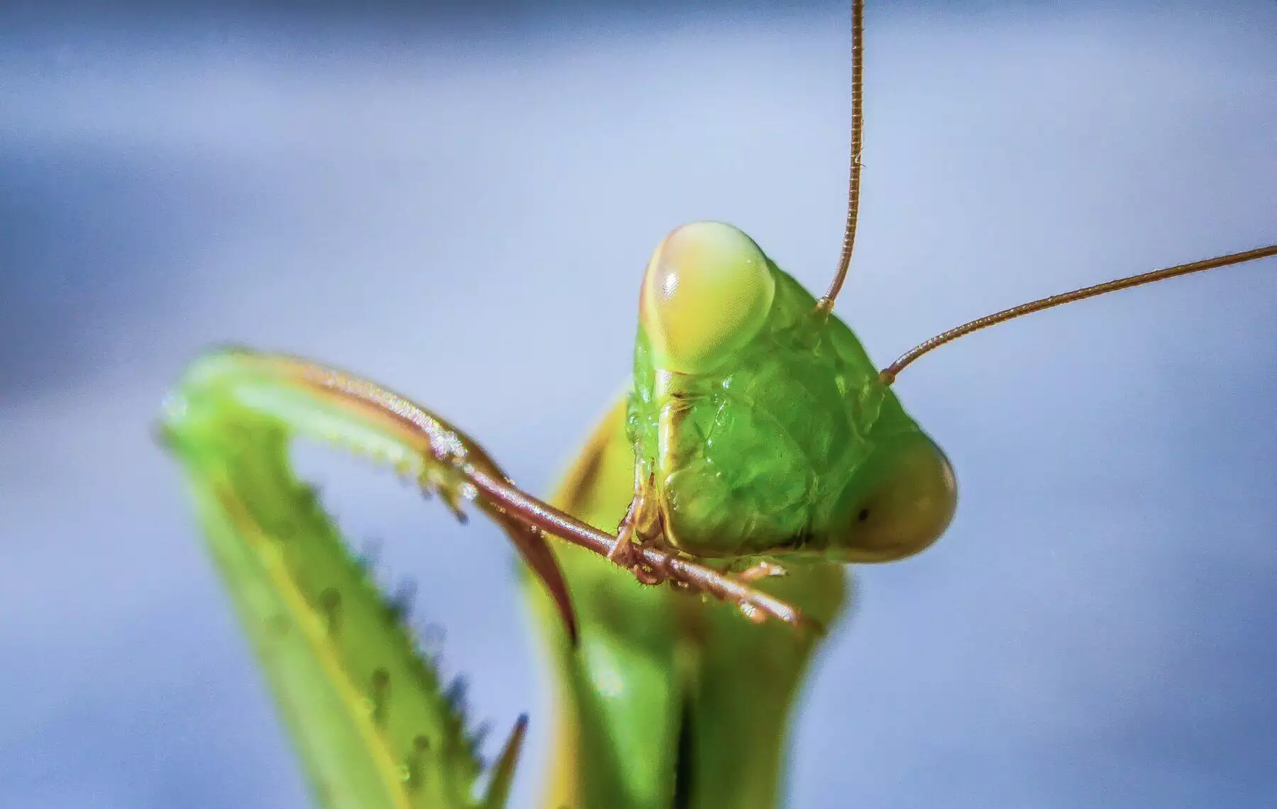 Do praying mantis bite