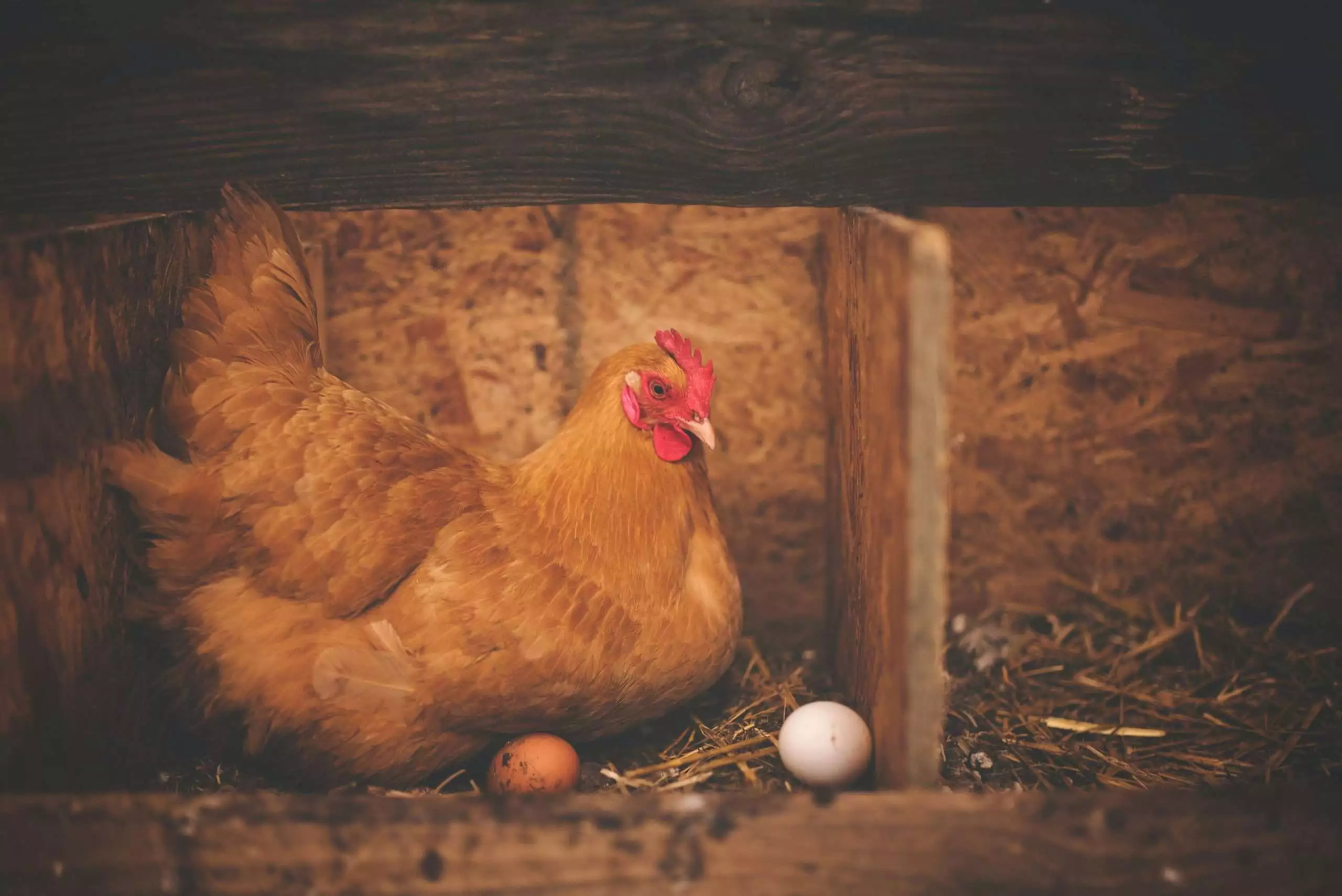 Difference Between Brown And White Eggs: 6 Facts to Know 3 difference between brown and white eggs