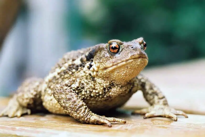 what do toads eat