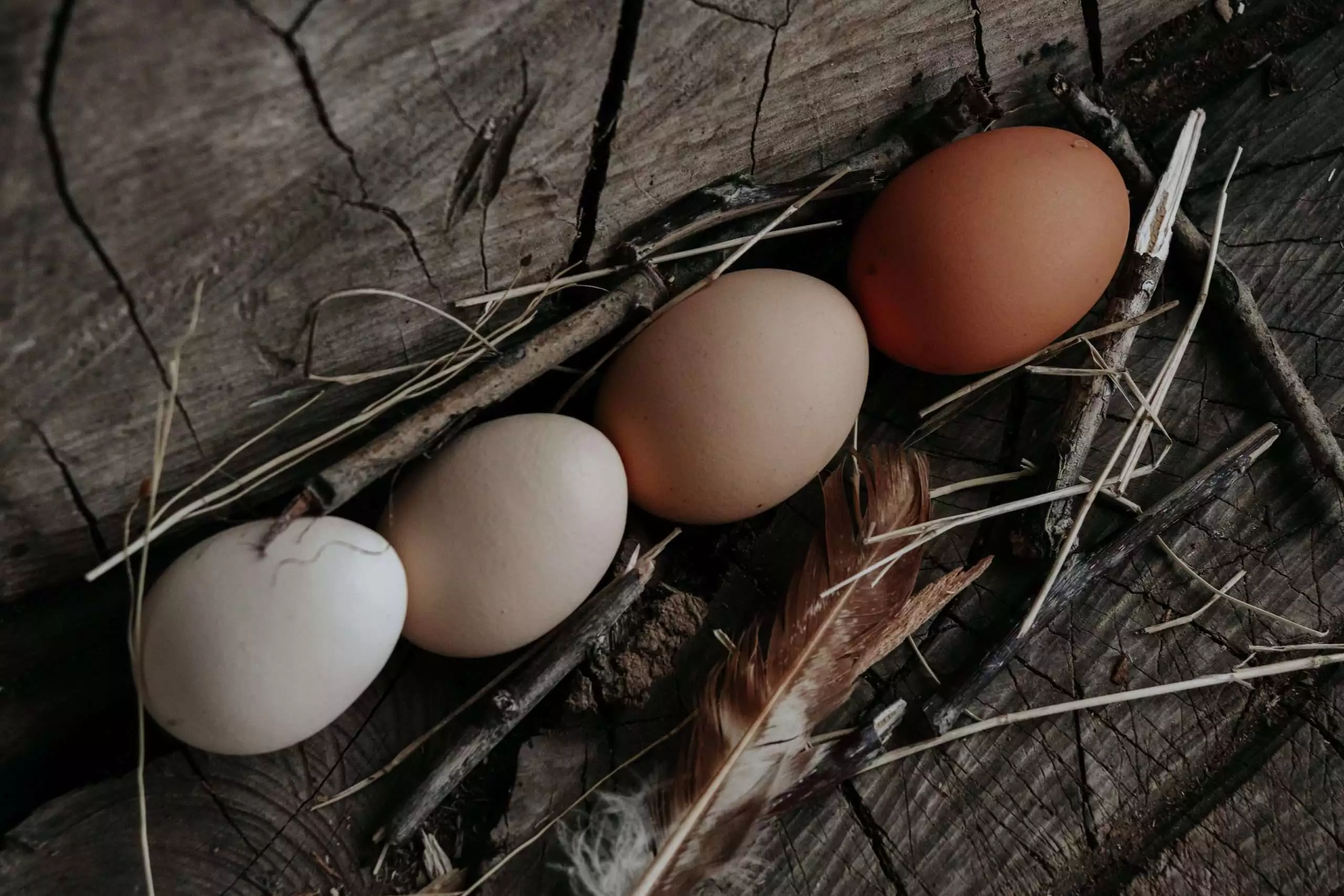 Difference Between Brown And White Eggs: 6 Facts to Know 5 white and brown eggs
