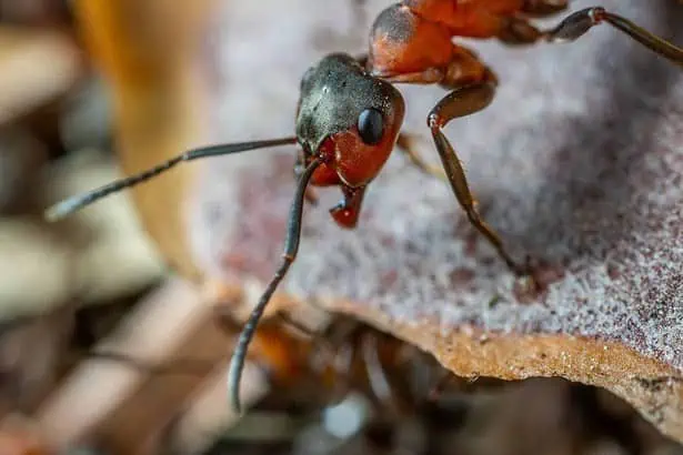 what do ants eat