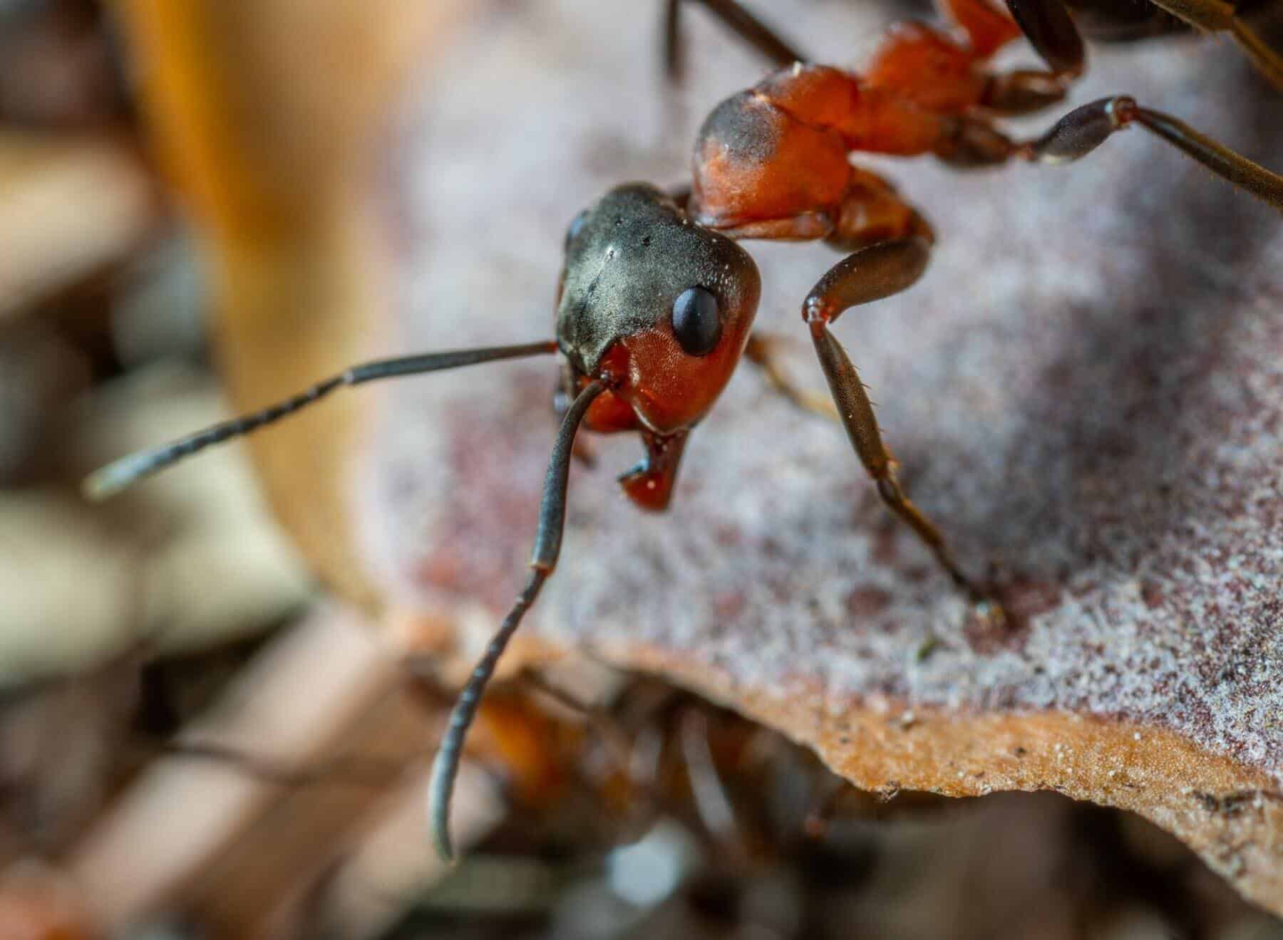 what do ants eat