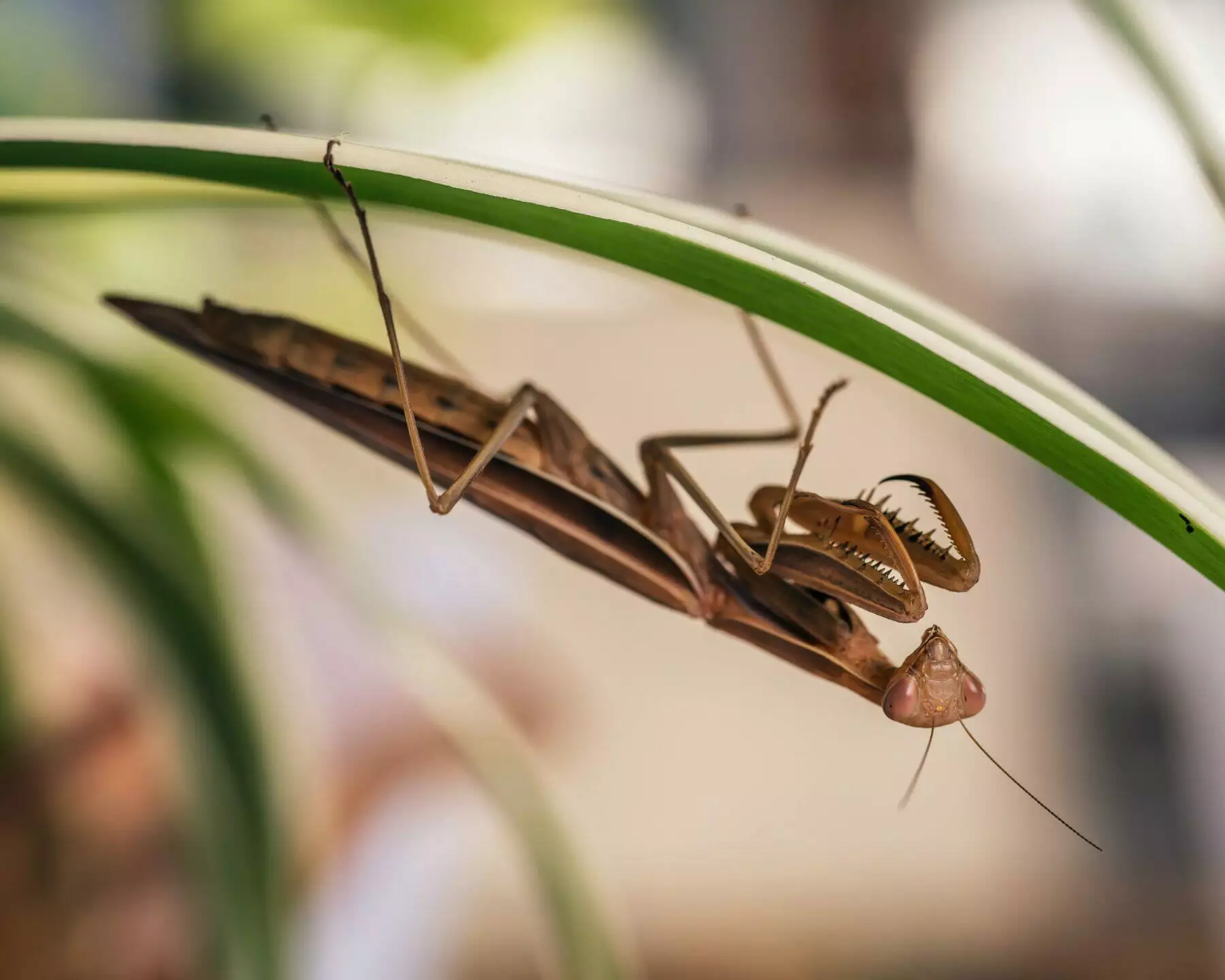 do praying mantis bite