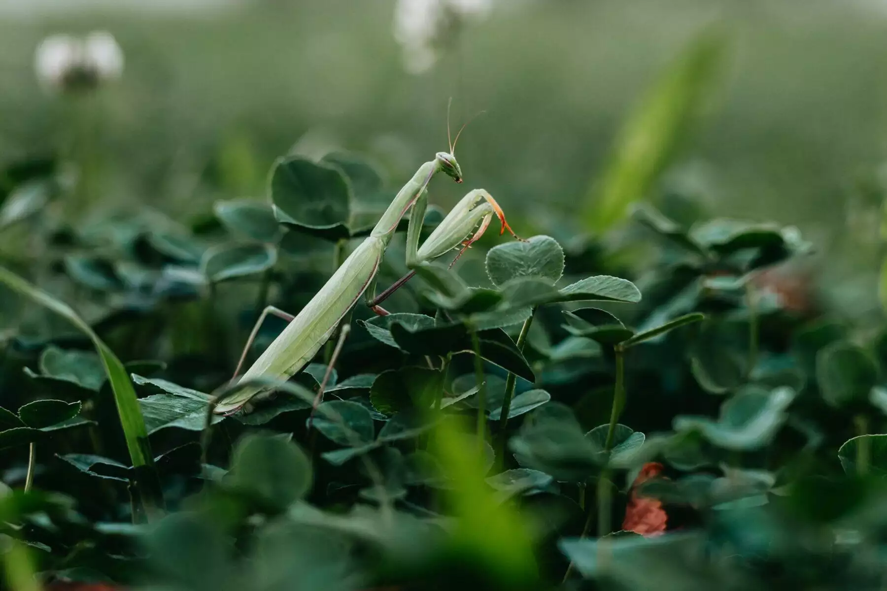 do preying mantis bite