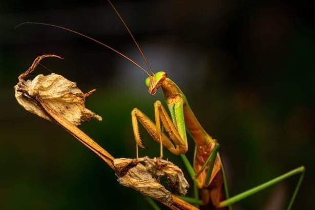 Do praying mantis bite