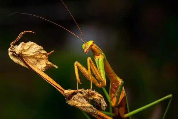 Do praying mantis bite