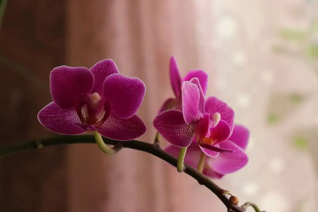 how to take care of orchids 