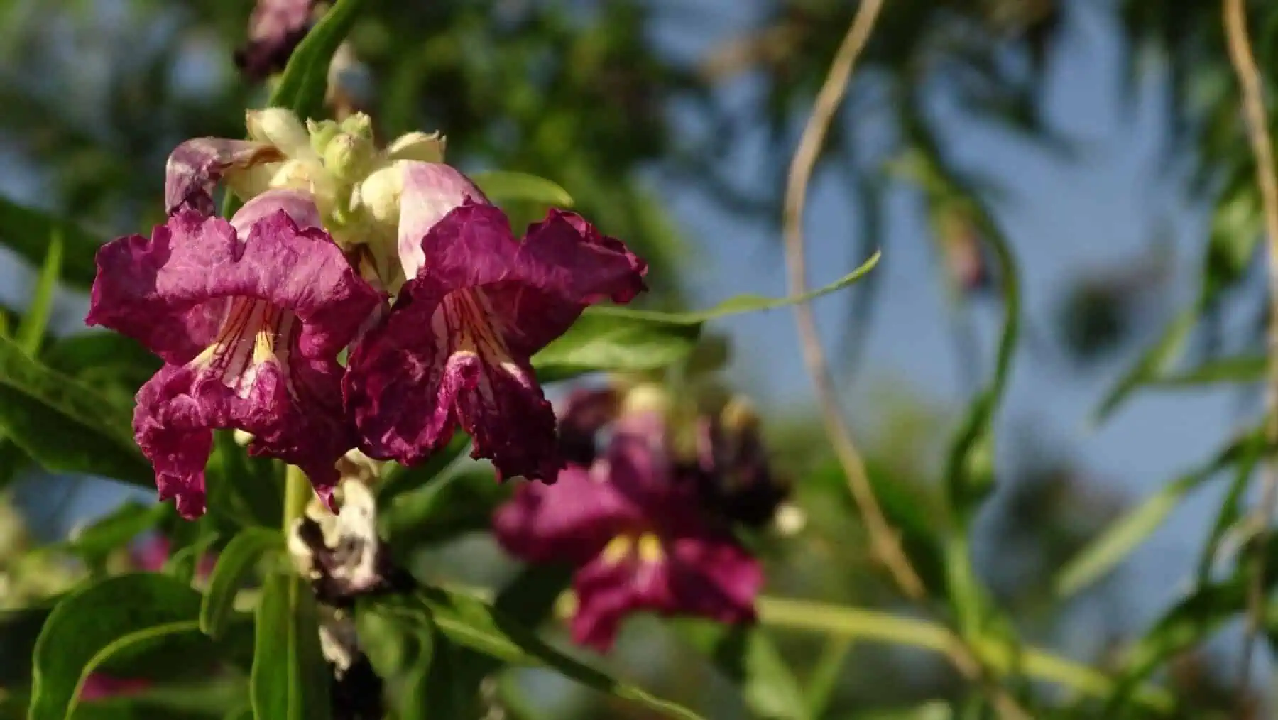 Tree With Purple Flowers: Top 16 Beautiful Varieties 6 desert willow
