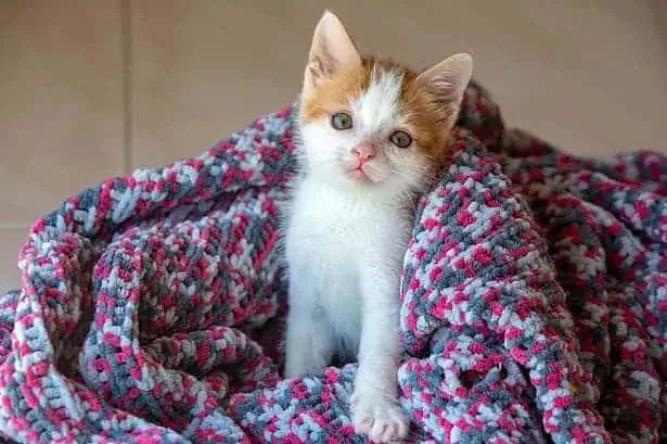 Animals with down syndrome