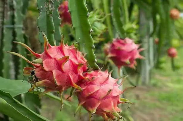 How to Grow Dragon Fruit: 6 Best Tips 3